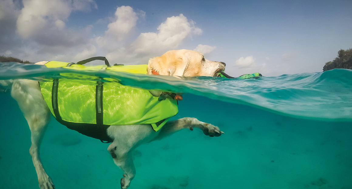 Hund & Mensch an Bord - Ein ideales Team