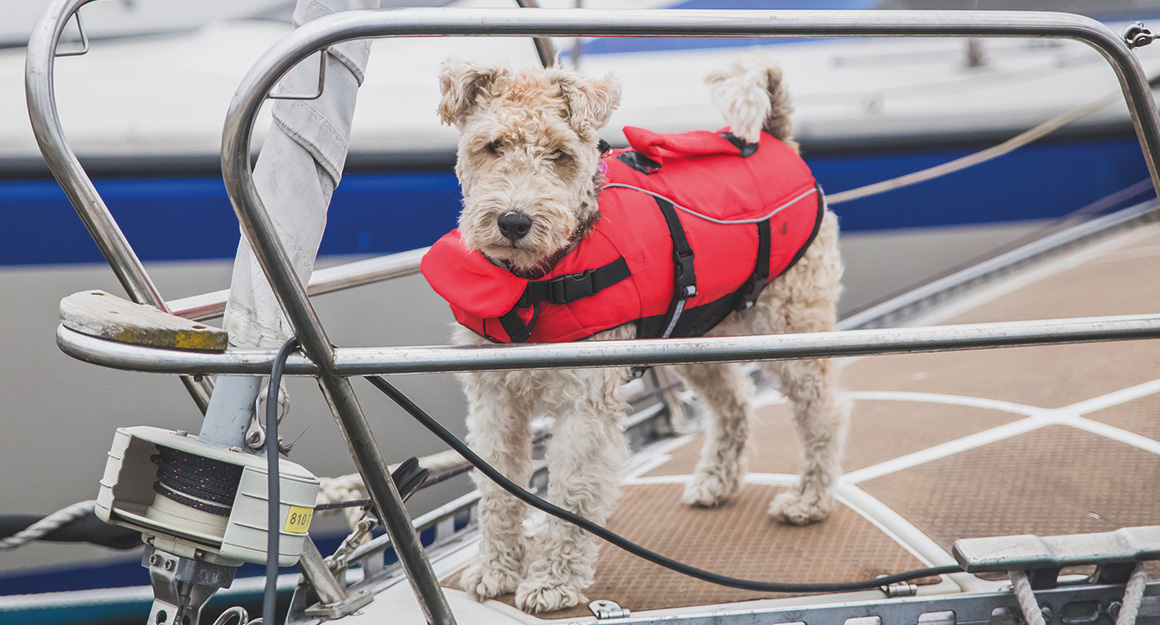 Hund & Mensch an Bord - Ein ideales Team